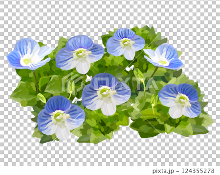 野草（オオイヌノフグリ） 124355278