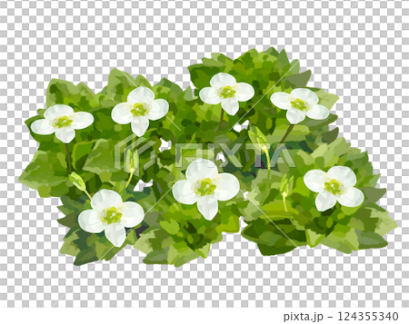 野花 (Veronica persica) 野花 (Veronica persica) 124355340