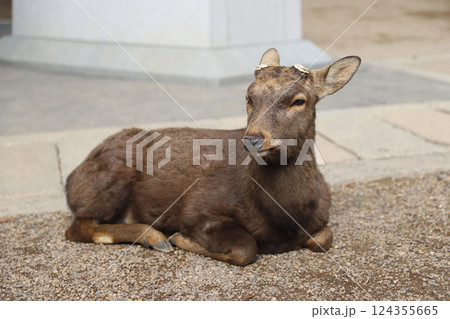 春日大社 奈良県 奈良市 春日野町 春日大社 奈良県 奈良市 春日野町 124355665