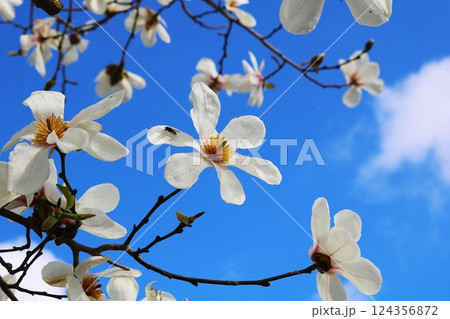 爽やかに咲く白いハクモクレンの花　春の日 124356872
