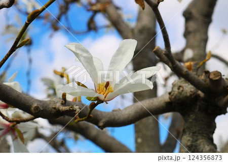 爽やかに咲く白いハクモクレンの花　春の日 124356873