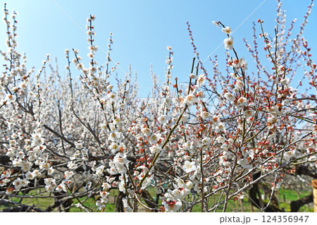 青空に映える白梅 青空に映える白梅 124356947