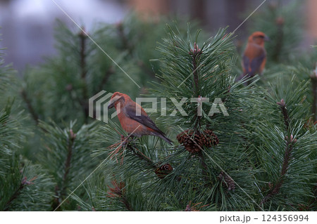 イスカ　オス　秋　針葉樹 124356994