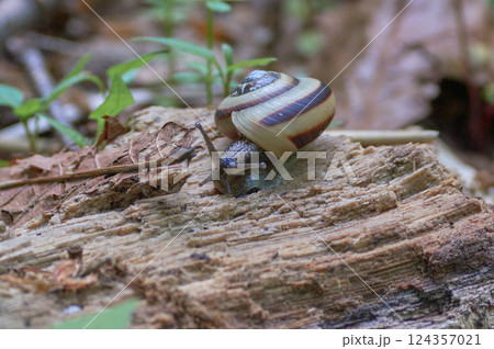 サッポロマイマイ 124357021