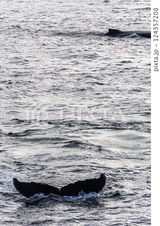 Tail of a humpback whale in the Antarctic Tail of a humpback whale in the Antarctic 124357208