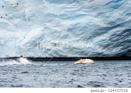 Lateral fin of a Humpback Whale 124357210