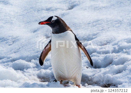 Close-up of a Gentoo Penguin on Trinity Island. 124357212