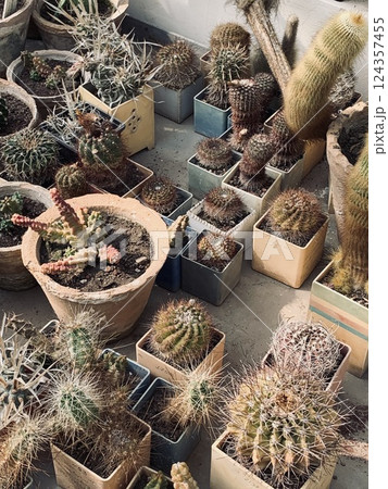 A set of cacti in pots. Horticulture. 124357455
