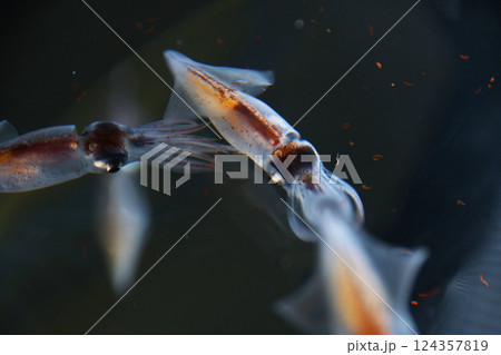 ホタルイカ 124357819