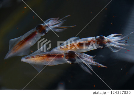 ホタルイカ 124357820