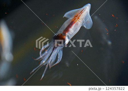 ホタルイカ 124357822