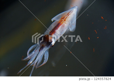 ホタルイカ 124357824