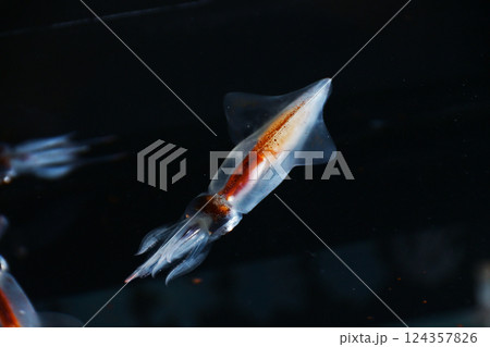 ホタルイカ 124357826