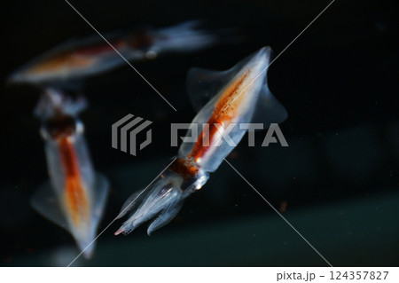 ホタルイカ 124357827