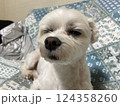 じっと座って見つめるかわいいマルチーズ 124358260
