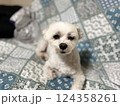 じっと座って見つめるかわいいマルチーズ 124358261