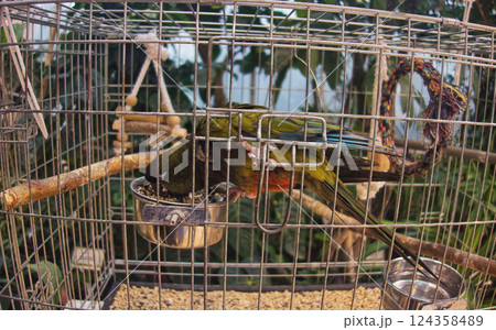 A large green Patagonian parrot sits in a cage inside a greenhouse, surrounded by lush plants. A large green Patagonian parrot sits in a cage inside a greenhouse, surrounded by lush plants. 124358489