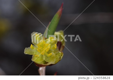 自然 植物 アブラチャン、雄花のクローズアップ。花弁は六枚で雄しべが九個、全体が黄色っぽい 自然 植物 アブラチャン、雄花のクローズアップ。花弁は六枚で雄しべが九個、全体が黄色っぽい 124358628