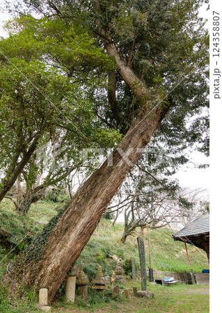 常行院のカヤ 群馬県 常行院のカヤ 群馬県 124358807