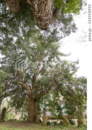 常行院のラカンマキと榧　群馬県 124358950