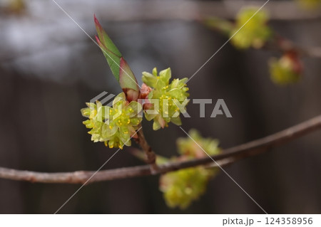 自然 植物 アブラチャン、三月下旬の花。雄株は満開になると華やかな感じに 自然 植物 アブラチャン、三月下旬の花。雄株は満開になると華やかな感じに 124358956