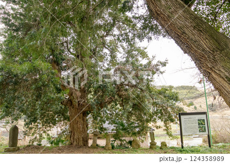 常行院のラカンマキと榧　群馬県 124358989