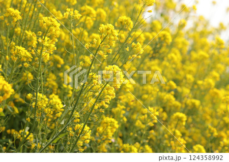 春の彩り — 菜の花咲くやさしい風景 124358992