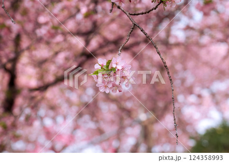 春風に揺れる一輪 — 桜のやさしい時間 124358993