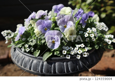 パステルカラービオラとアリッサムの寄せ植え パステルカラービオラとアリッサムの寄せ植え 124359004