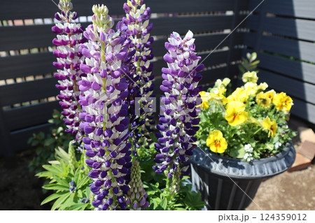 紫色のルピナスと黄色いフリルパンジー 124359012