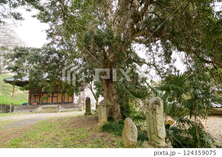 常行院のラカンマキ　天然記念物　群馬県 124359075