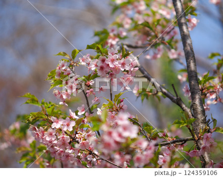 春の息吹 — 若葉とともに咲く桜 春の息吹 — 若葉とともに咲く桜 124359106