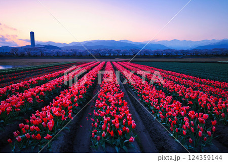 富山県のあさひ舟川の春の四重奏 富山県のあさひ舟川の春の四重奏 124359144