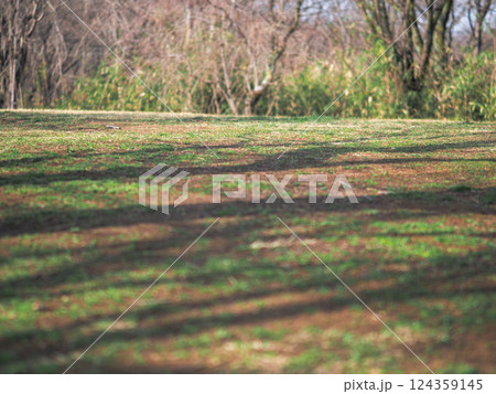 春の草地に落ちる影 124359145