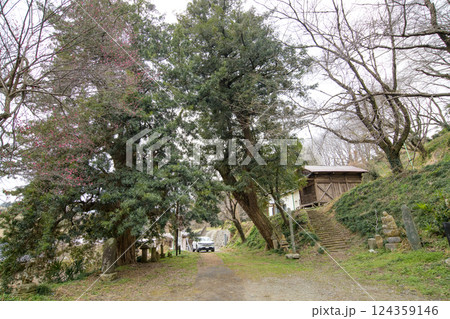 向かい合って立つ常行院のラカンマキと榧の木　　群馬県 124359146