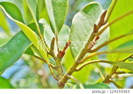 花が散った後のオガタマノキの小さな実(春、三月) 花が散った後のオガタマノキの小さな実(春、三月) 124359363