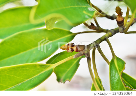 花が散った後のオガタマノキの小さな実(春、三月) 花が散った後のオガタマノキの小さな実(春、三月) 124359364
