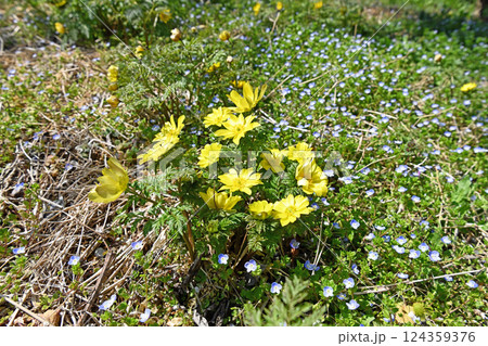 福寿草の黄色い花 124359376