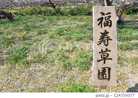 福寿草園の風景 124359377