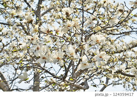 満開の白いコブシの花(春、三月) 満開の白いコブシの花(春、三月) 124359417