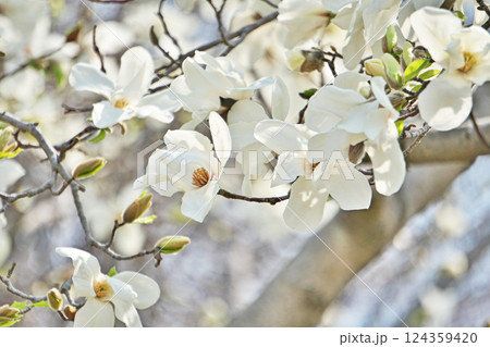 満開の白いコブシの花(春、三月) 満開の白いコブシの花(春、三月) 124359420