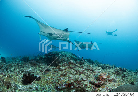 恋の予感 124359464