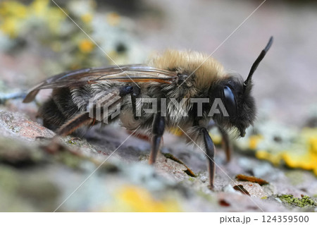 Closeup on a female of the endangered Nycthemeral miner bee , Andrena nycthemera 124359500