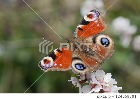 Closeup on an overwintering European peacock butterlfy, Inachis io enjoying a Cherry blossom in the spring garden 124359501