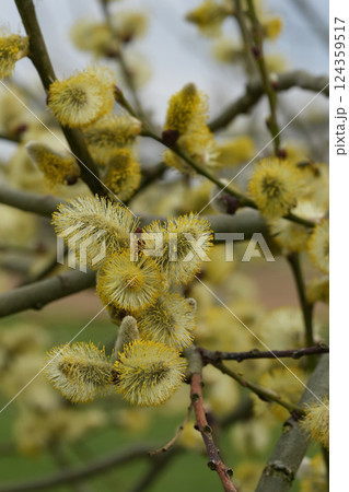 Closeup on a yellow golden colored pollen on male Goat Willow catkins , Salic caprea. Bee food ! 124359517