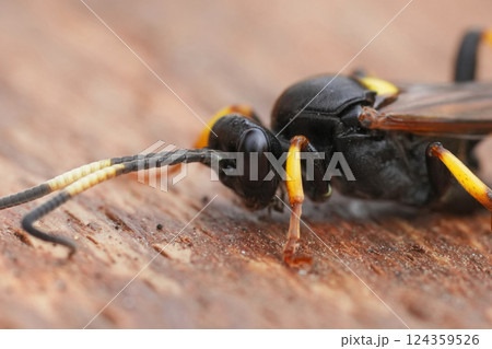 Detailed closeup on a colorfull ichneumonid wasp, Ichneumon stramentor Detailed closeup on a colorfull ichneumonid wasp, Ichneumon stramentor 124359526