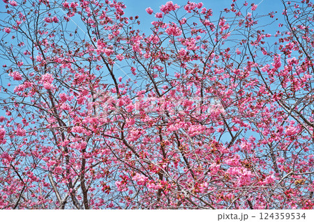 濃いピンク色の陽光桜の花（春、三月） 124359534