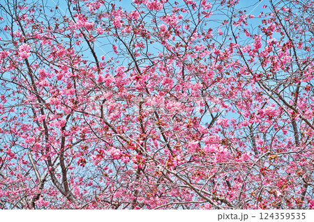 濃いピンク色の陽光桜の花（春、三月） 124359535