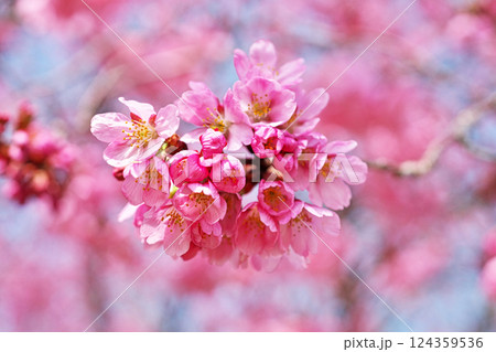 濃いピンク色の陽光桜の花（春、三月） 124359536