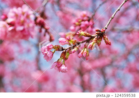 濃いピンク色の陽光桜の花（春、三月） 124359538